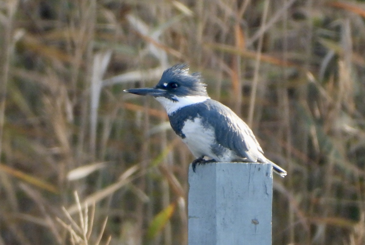 アメリカヤマセミ - ML645652136
