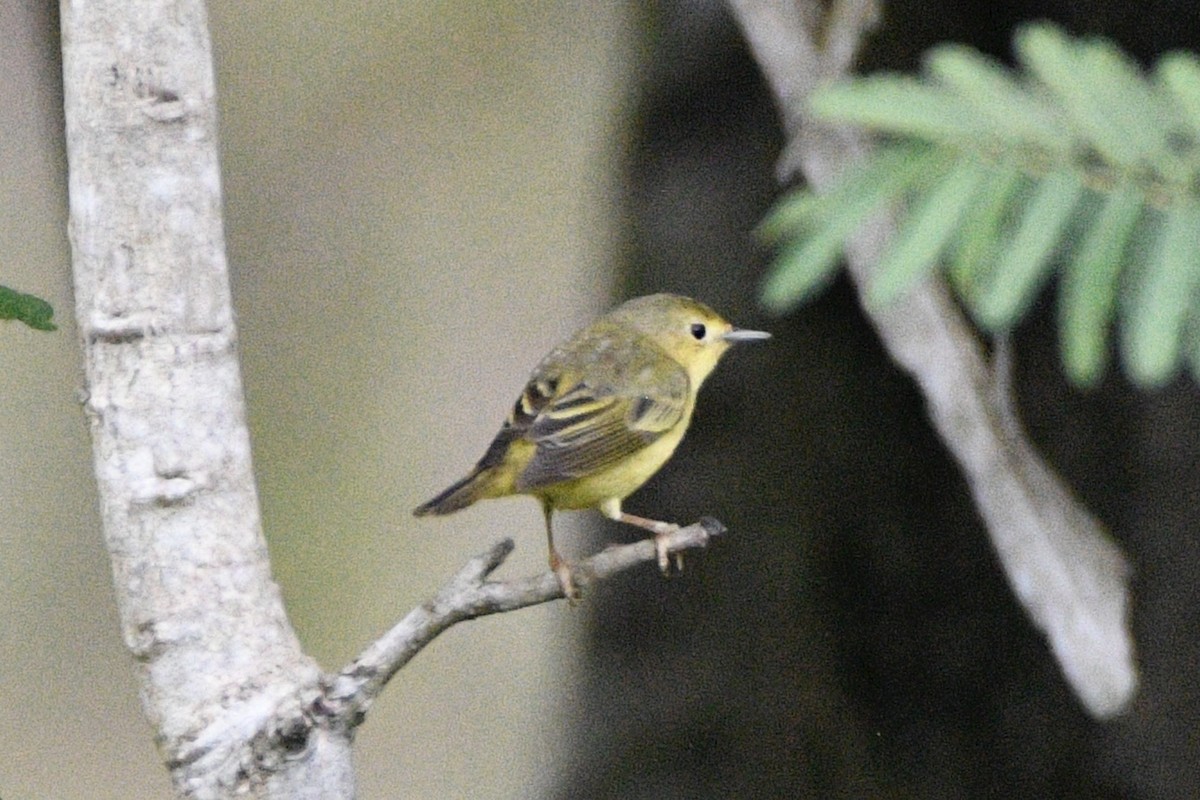 Mangrove Yellow Warbler - ML645652137