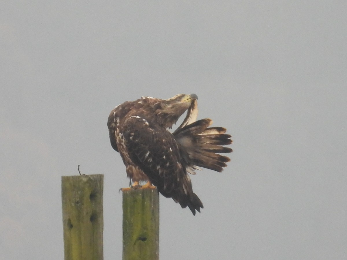 Bald Eagle - ML645652142