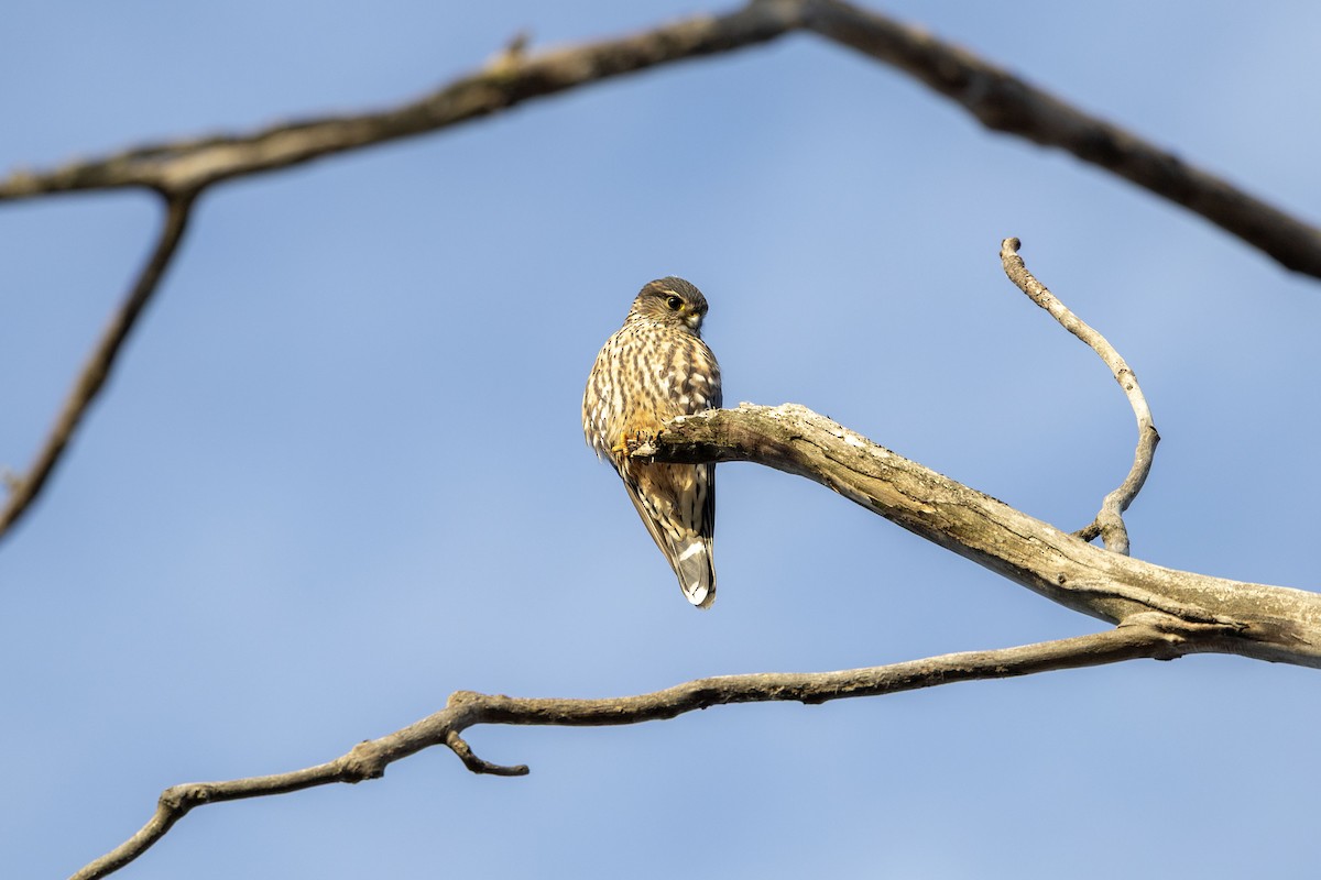 Хайргууна шонхор - ML645652143