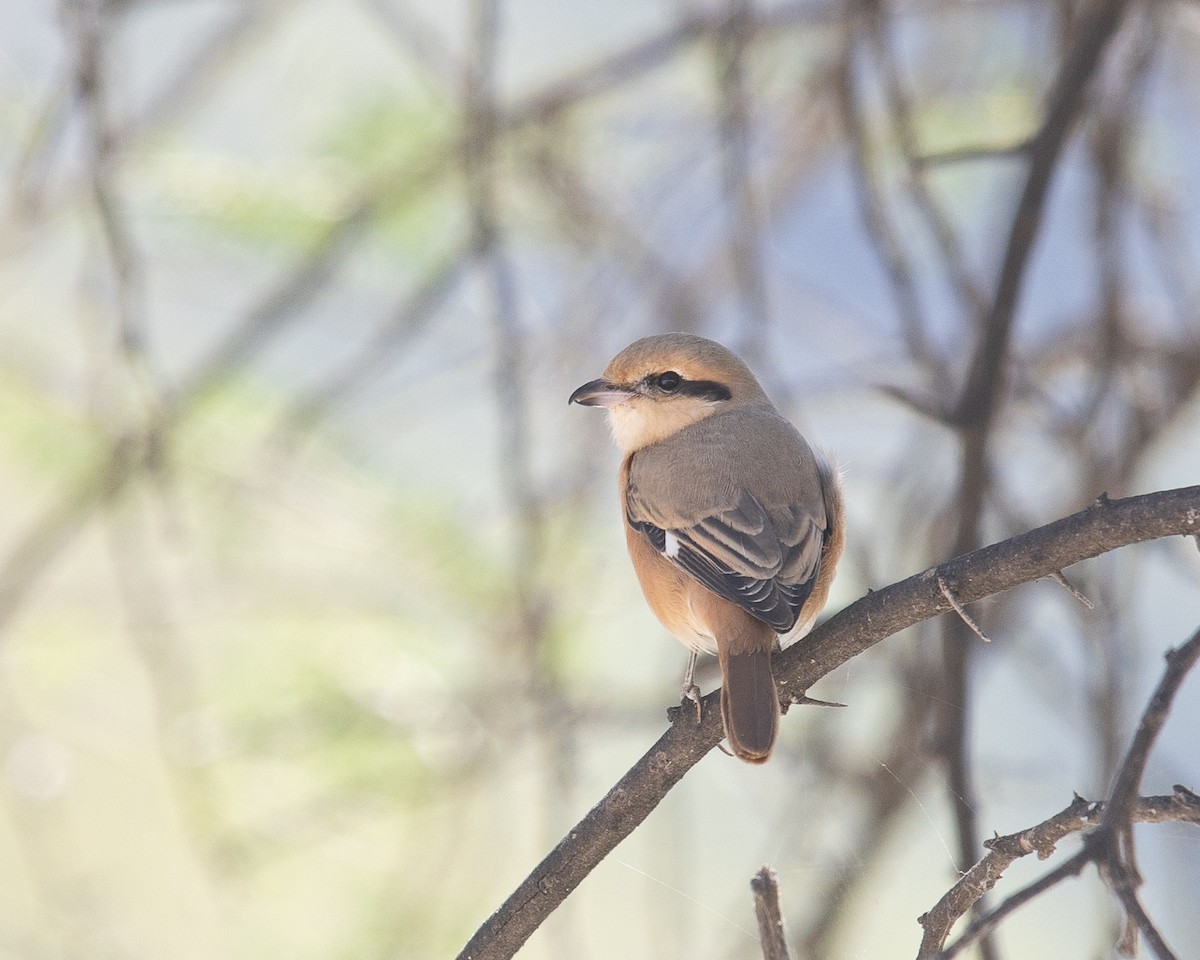 Isabellwürger - ML645652157