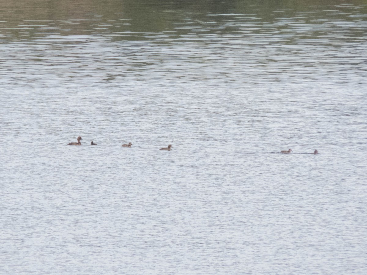 Tufted Duck - ML645652161