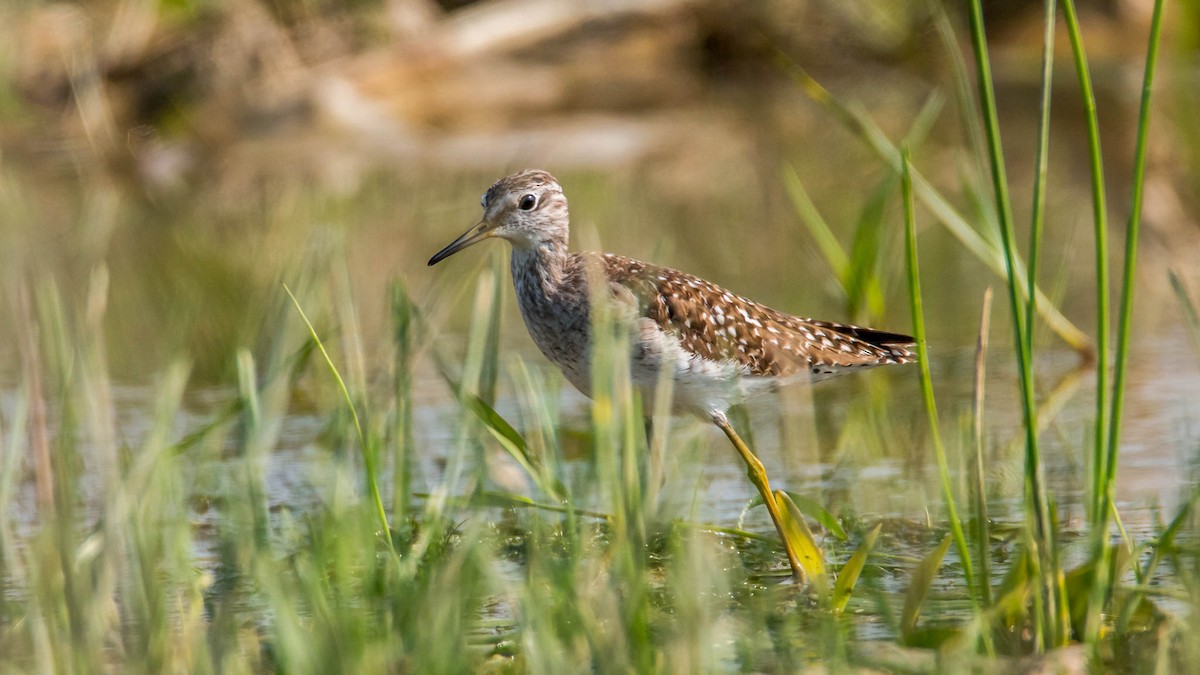 vodouš bahenní - ML645652173