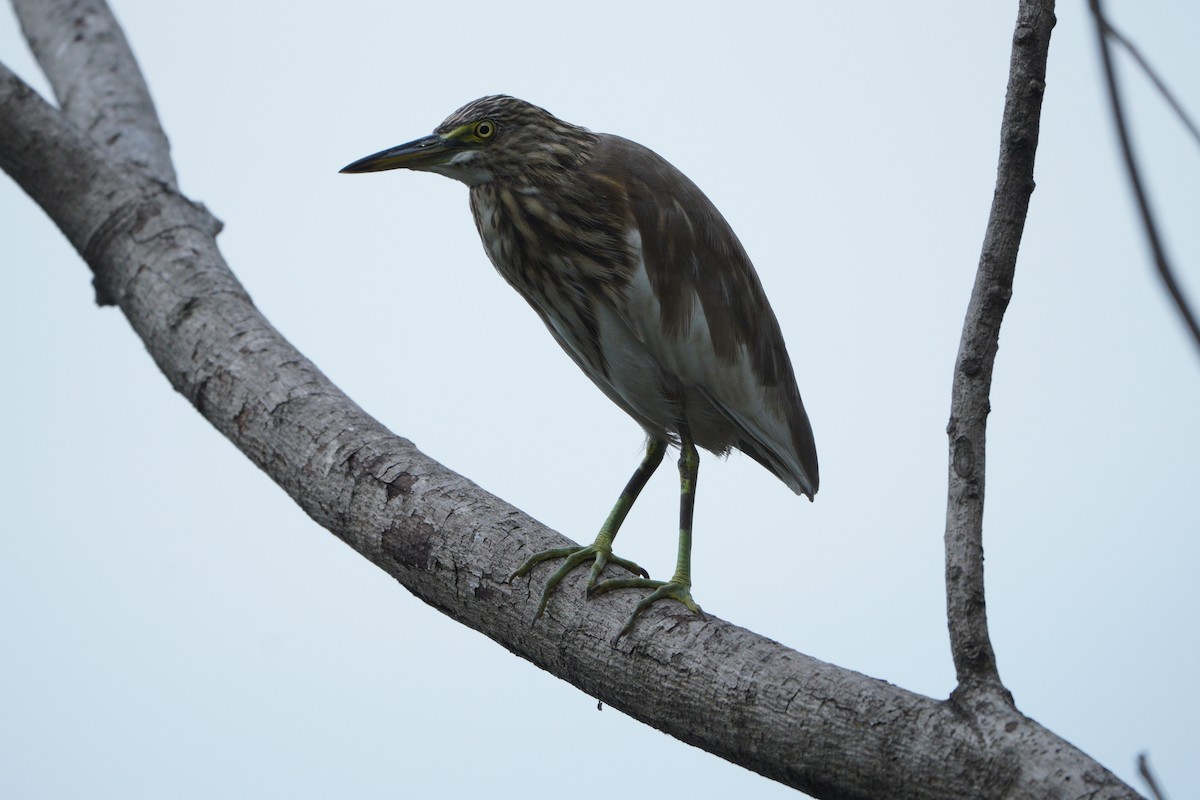 Indian Pond-Heron - ML645652184