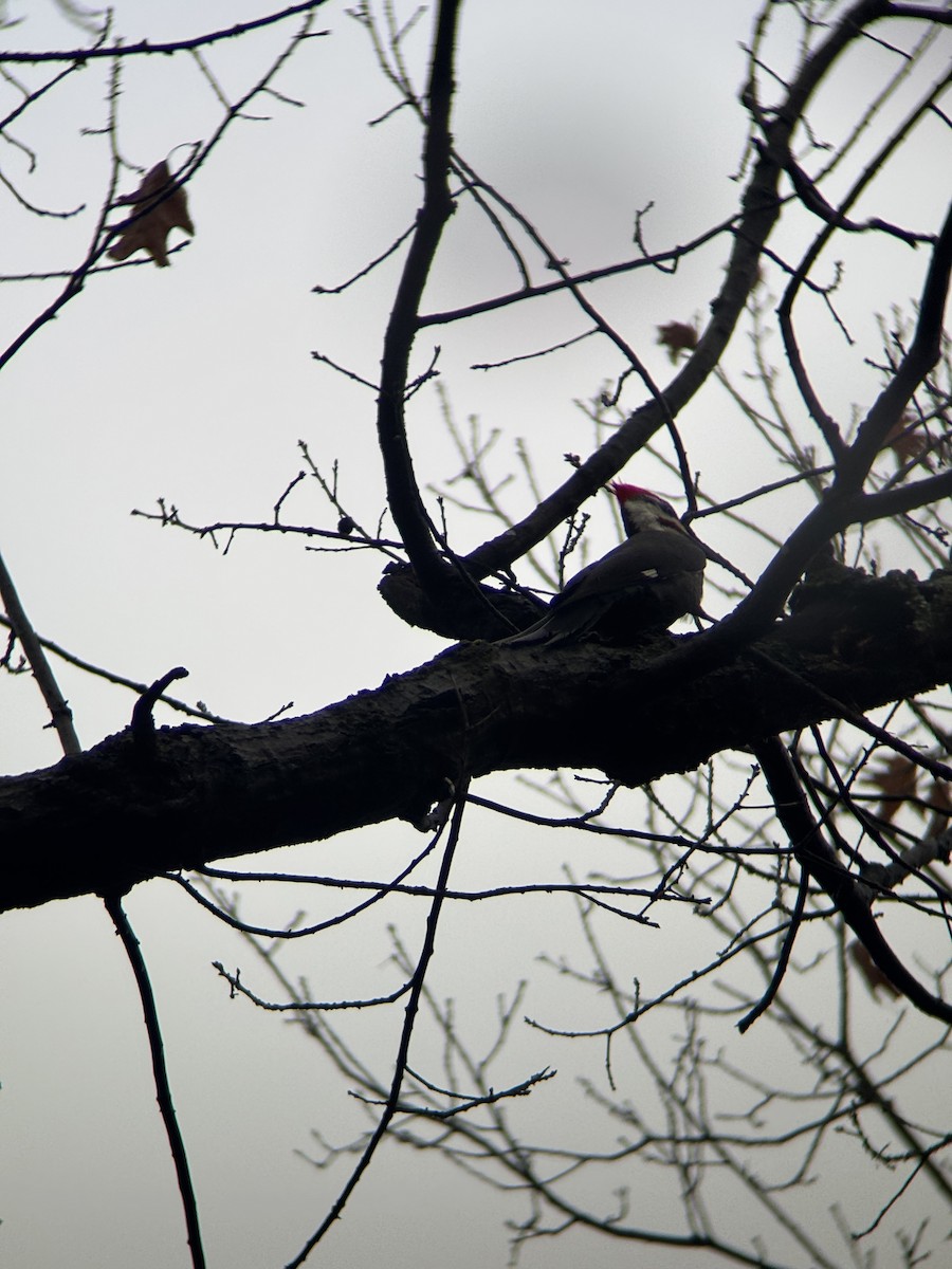 datel chocholatý - ML645652187