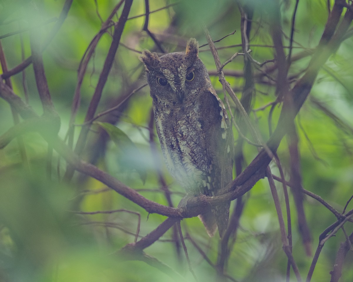 Oriental Scops-Owl - ML645652192