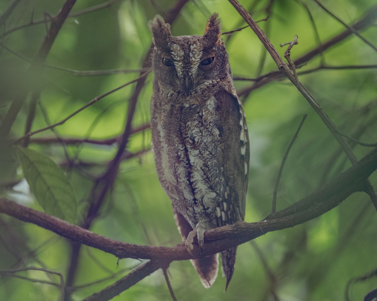 Oriental Scops-Owl - ML645652193