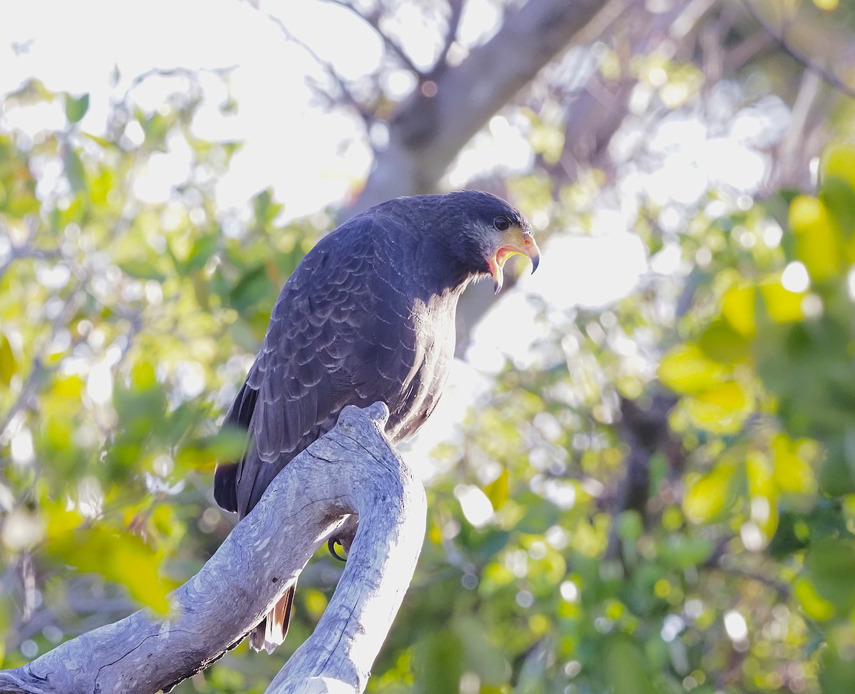 Cuban Black Hawk - ML645652198