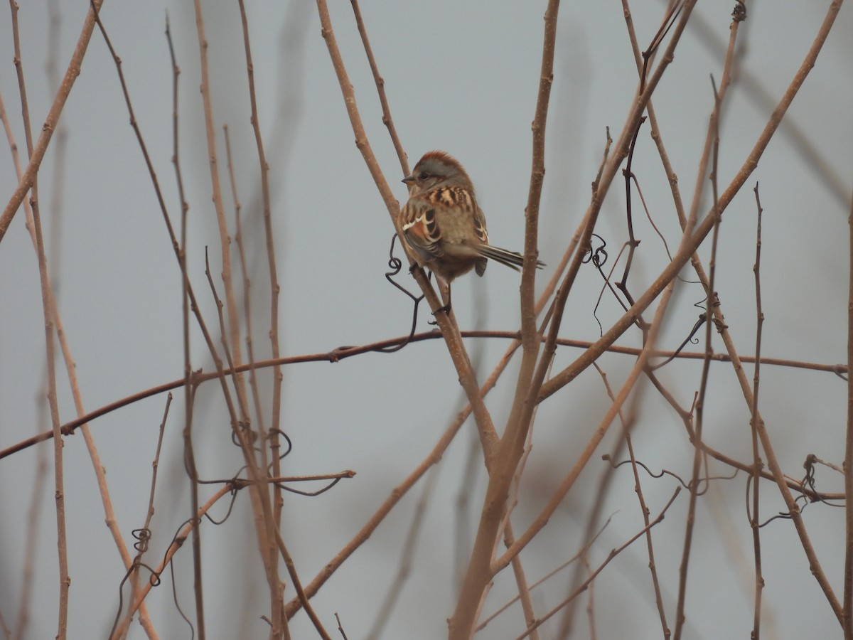 Пасовник північний - ML645652199