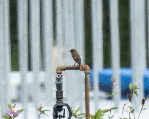 חכלילית סיבירית - ML645652203