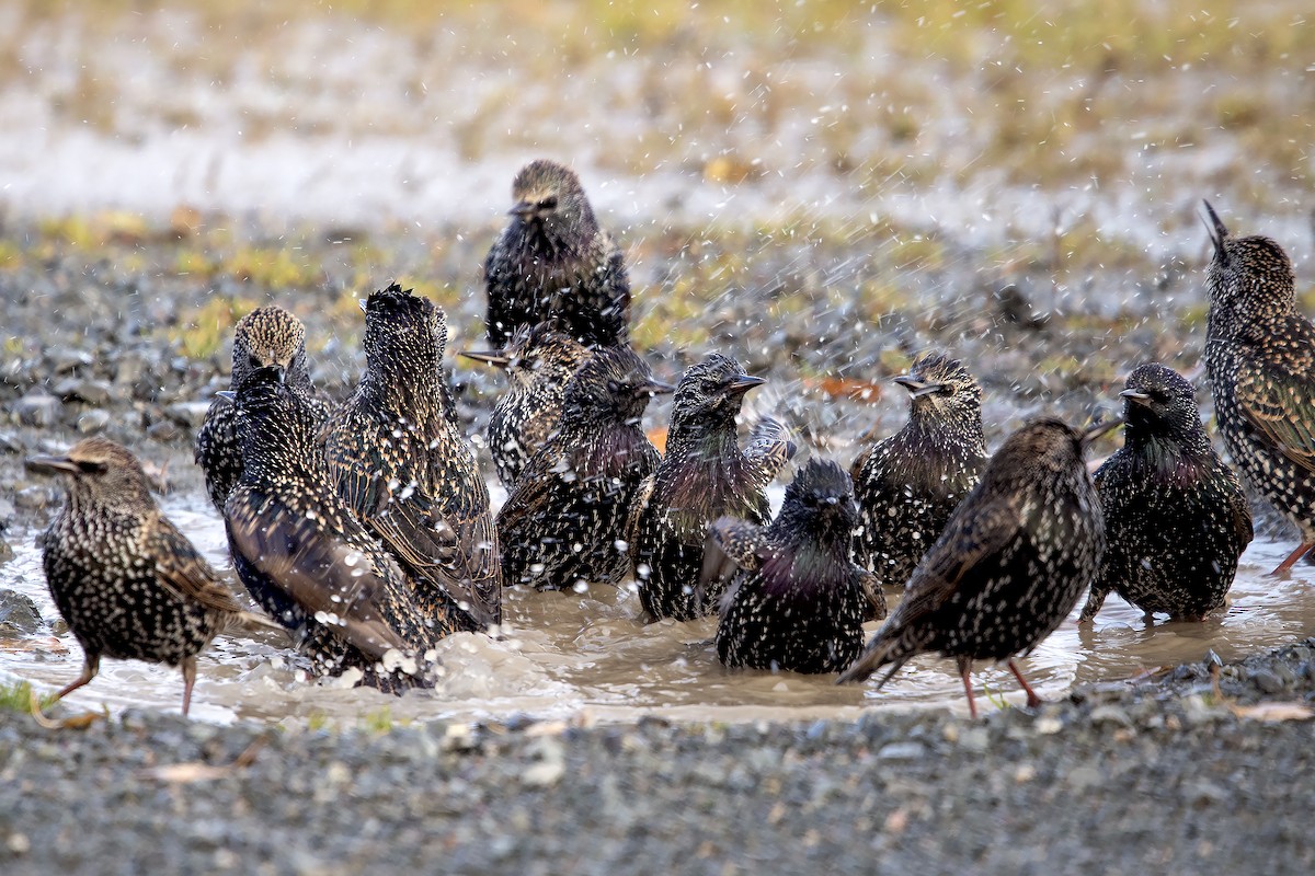 Шпак звичайний - ML645652204