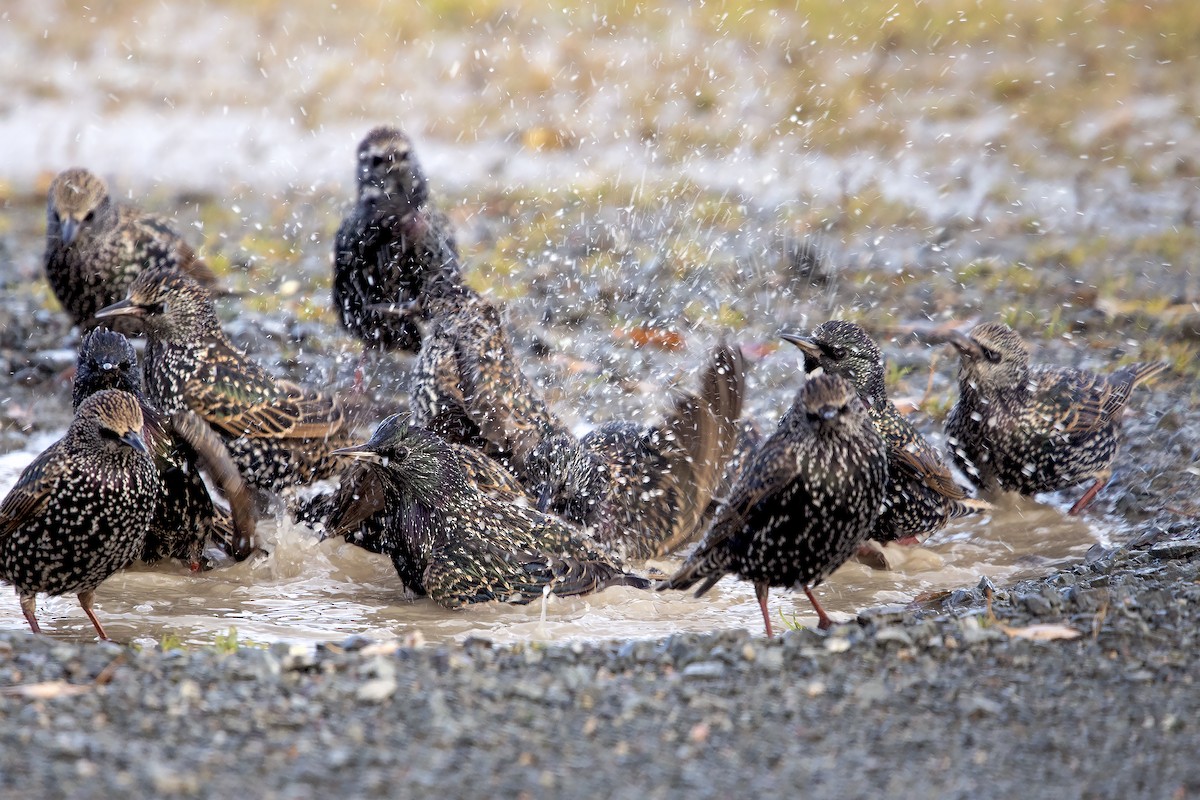 Шпак звичайний - ML645652208