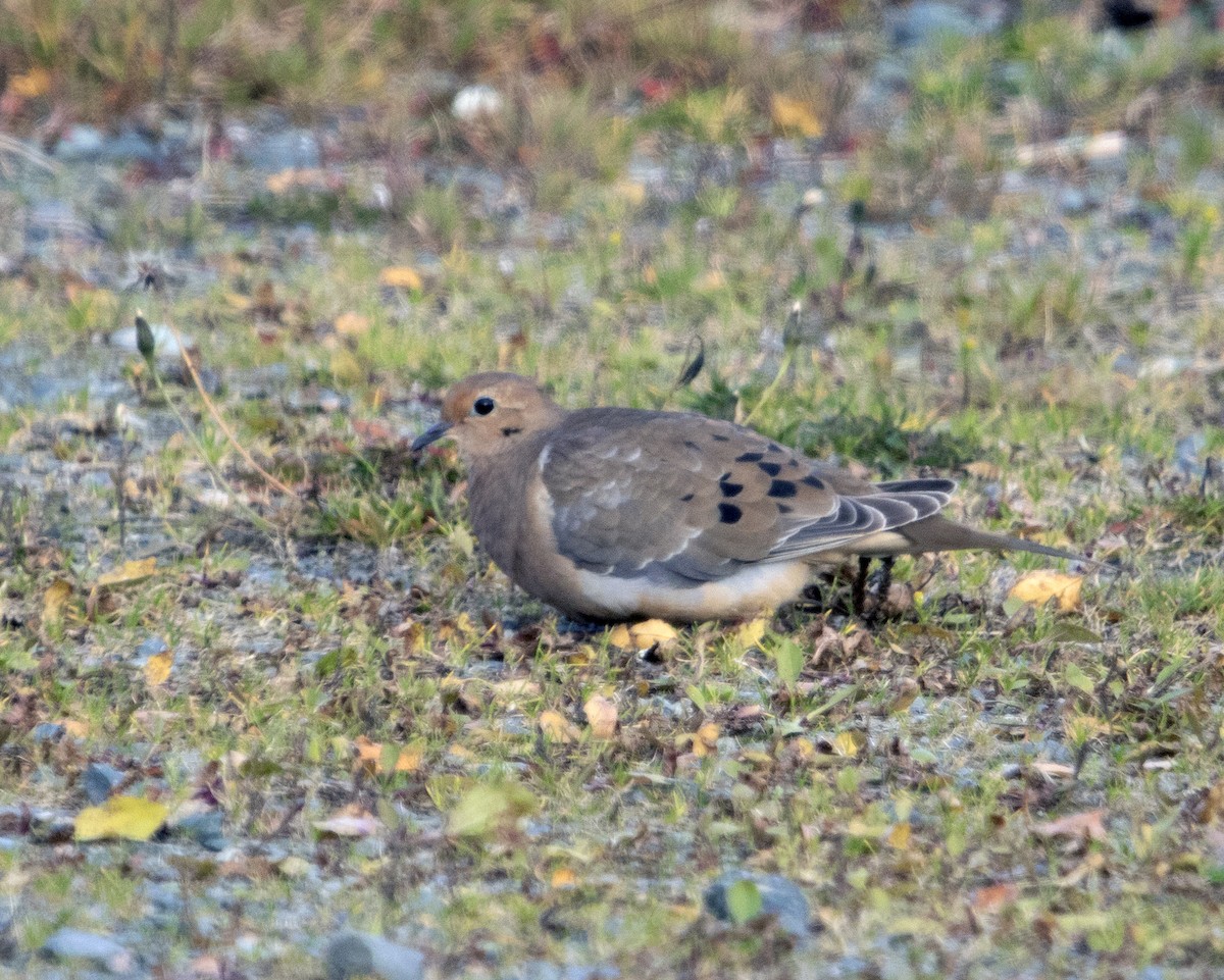 Mourning Dove - ML645652215