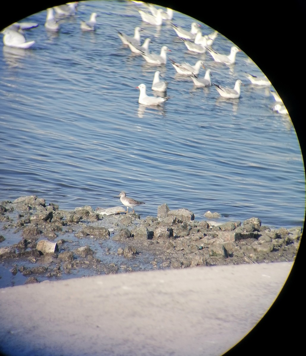 Common Redshank - ML645652220