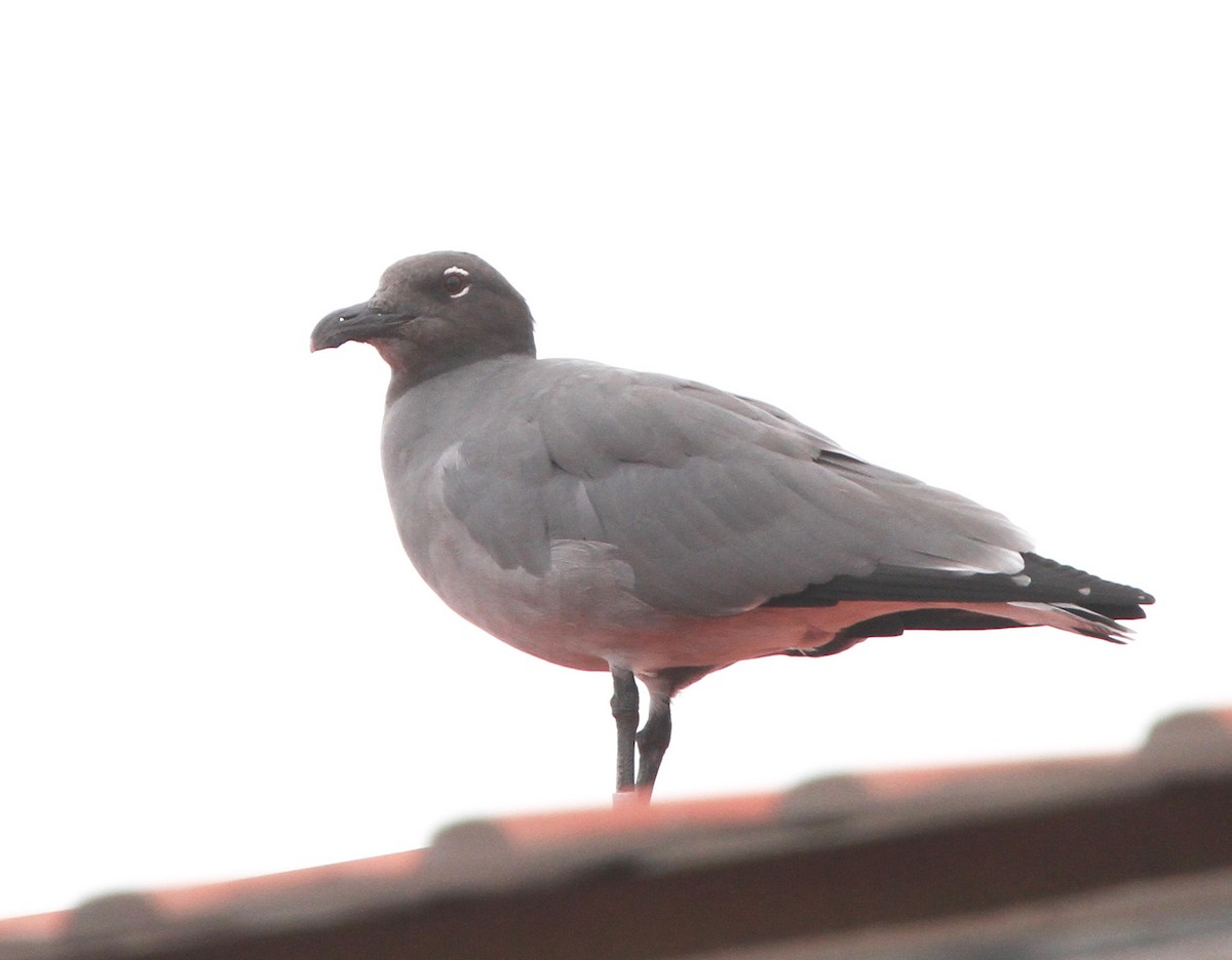 Lava Gull - ML645652222