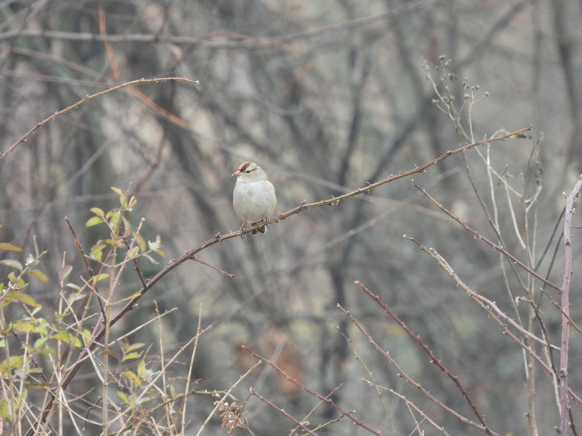 White-crowned Sparrow - ML645652228