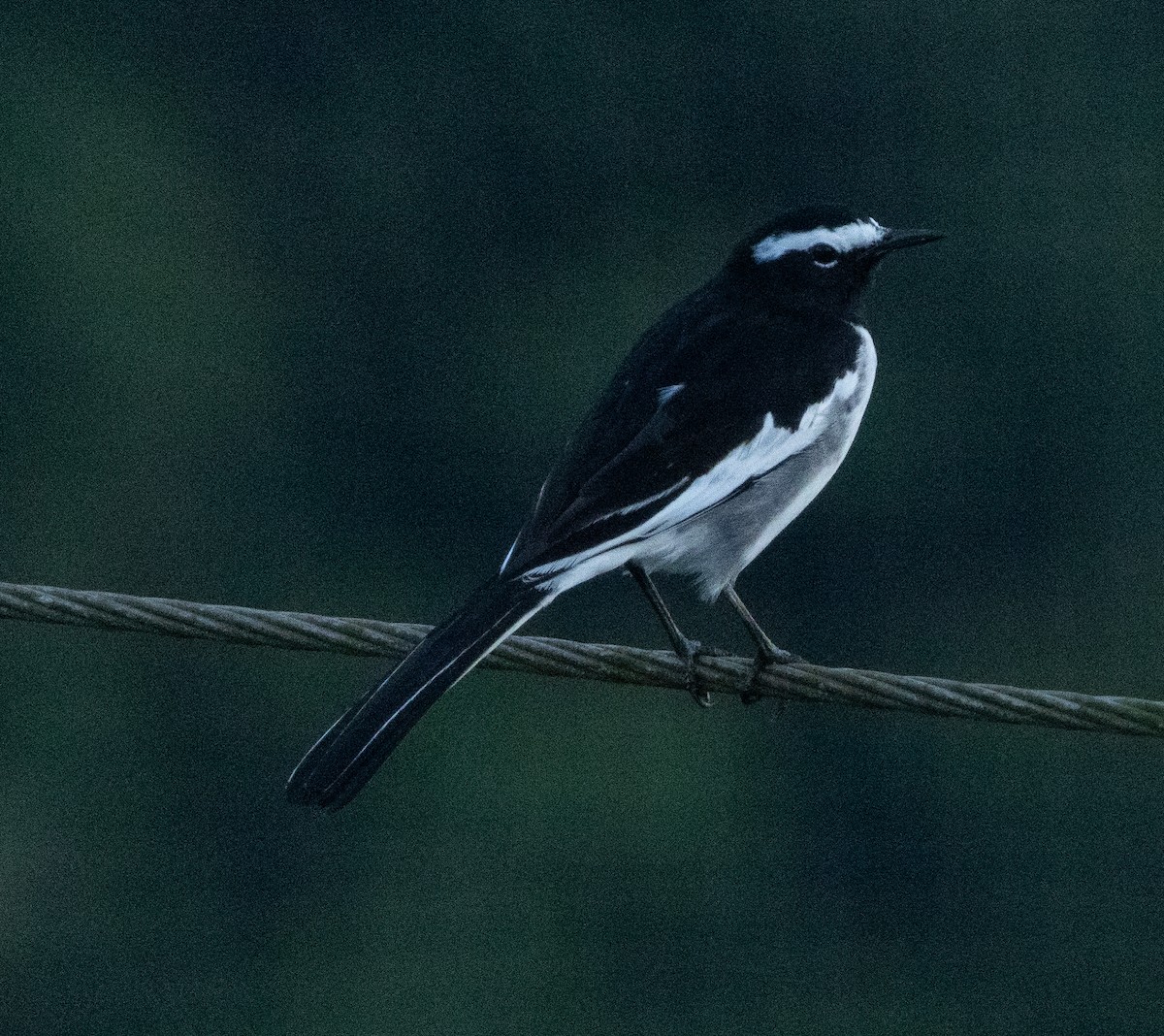 konipas indický - ML645652230