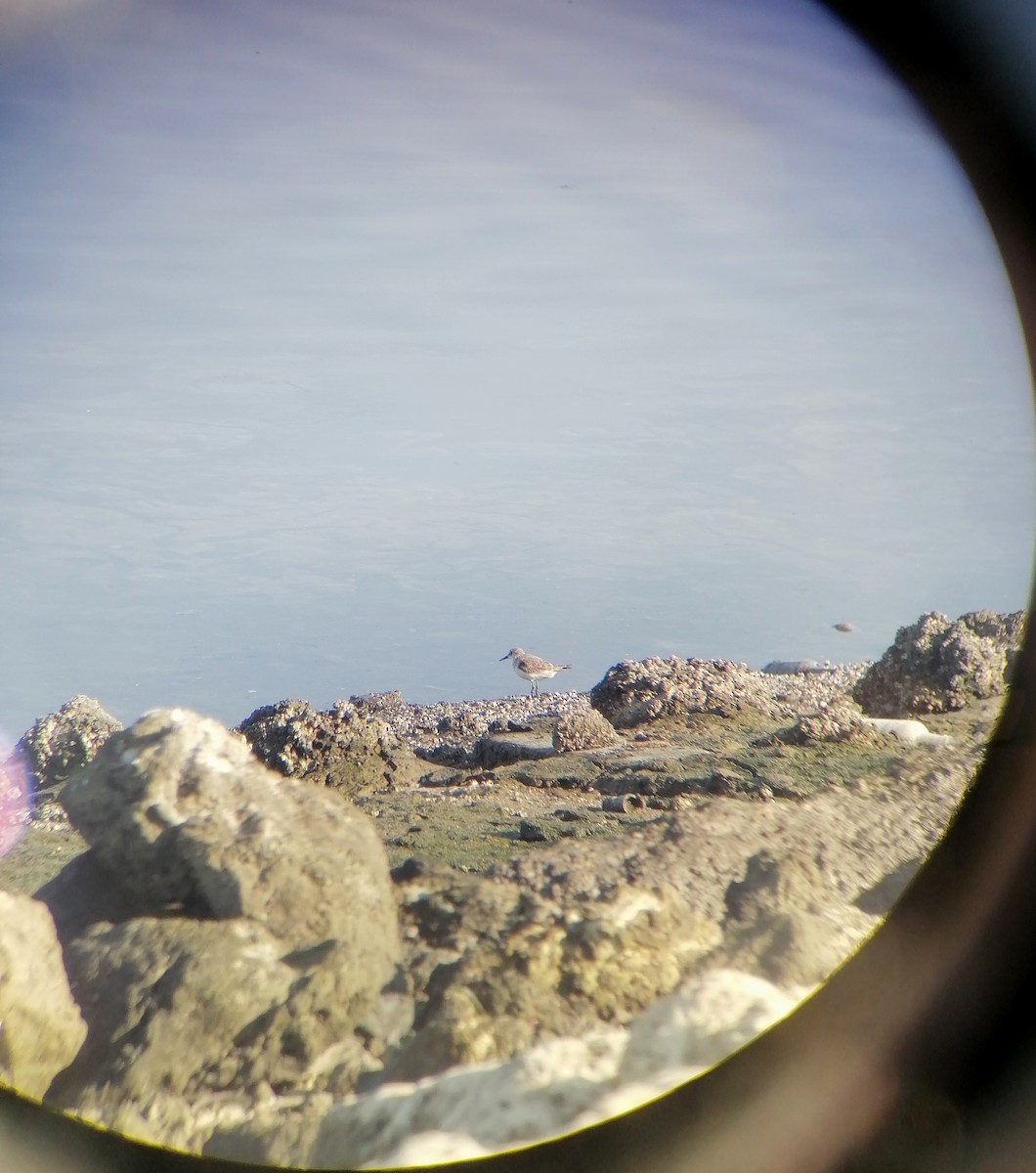 Küçük Kumkuşu - ML645652232