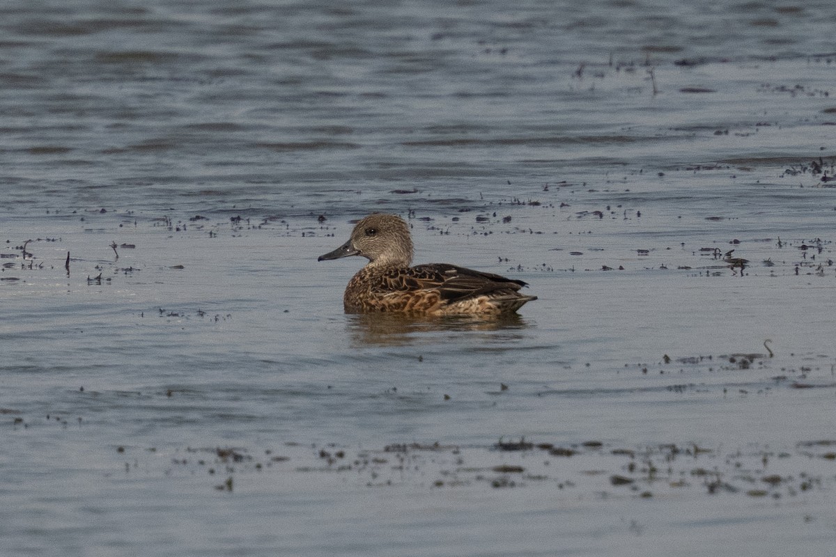 ヨシガモ - ML645652233