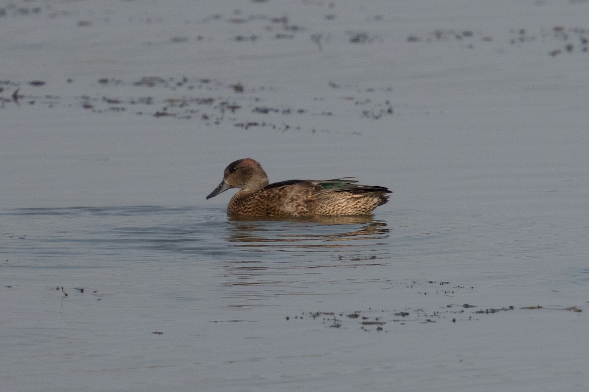 ヨシガモ - ML645652234