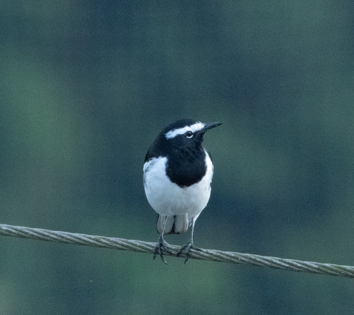 konipas indický - ML645652235