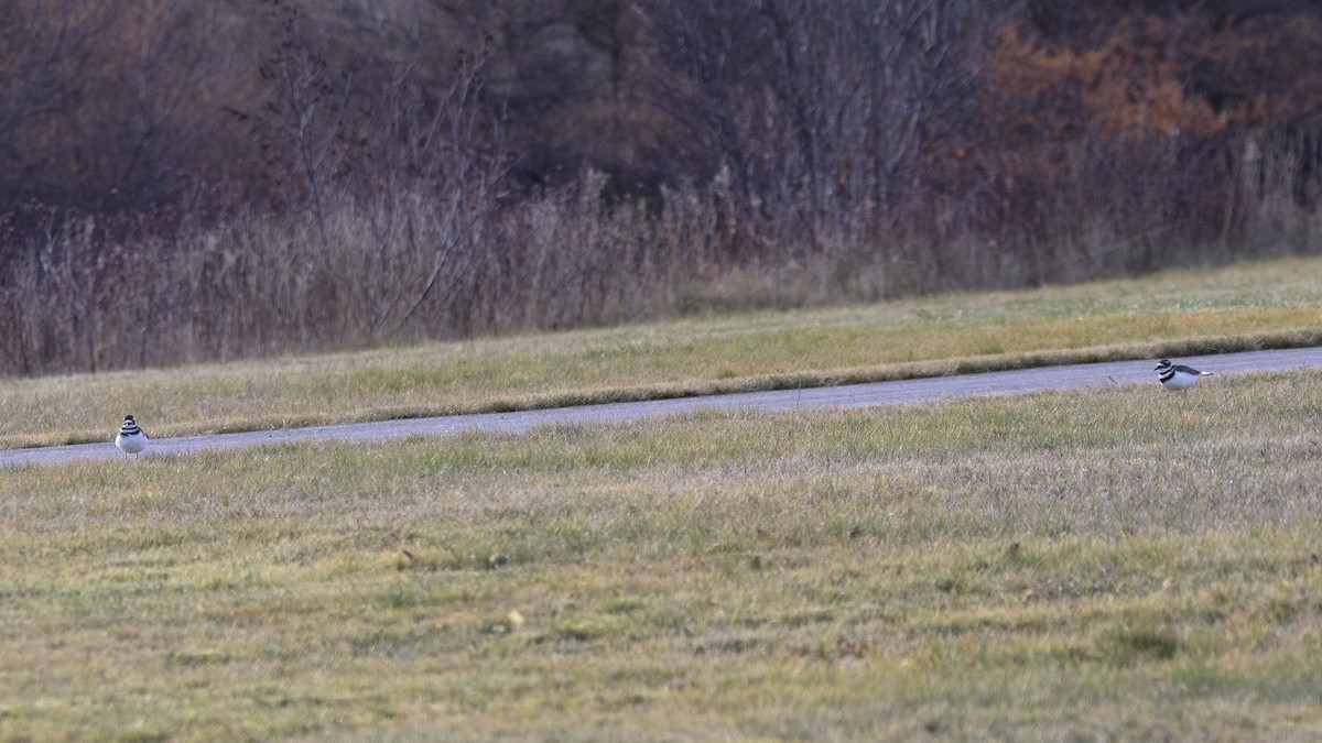 Killdeer - ML645652237