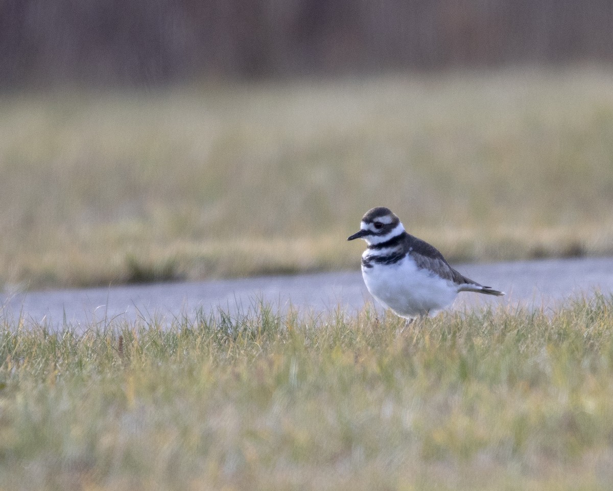 Killdeer - ML645652238
