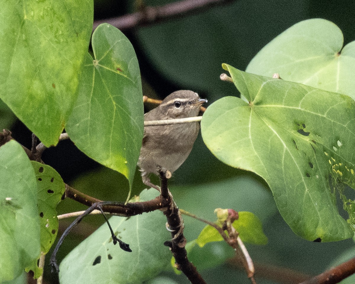 עלווית כהה - ML645652239