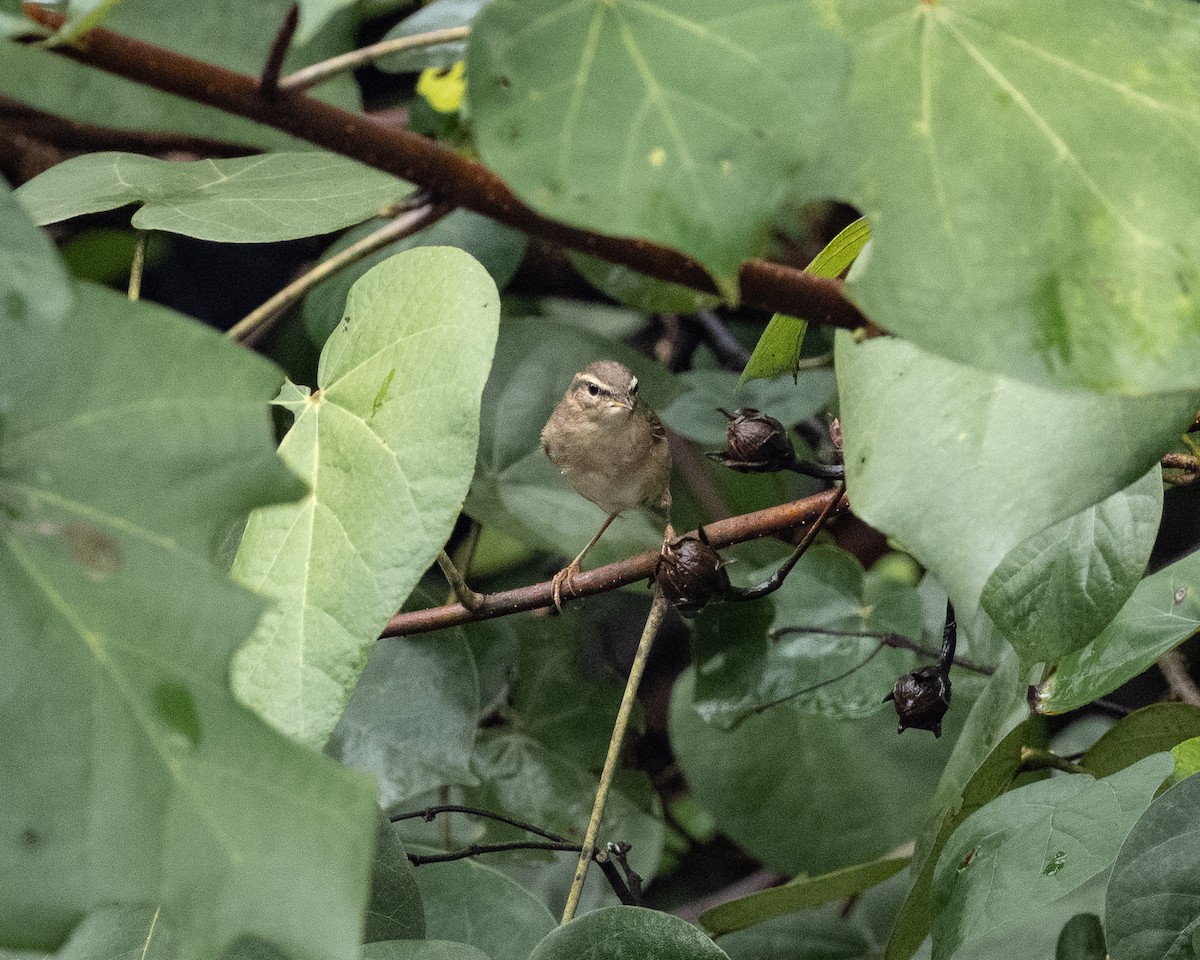 עלווית כהה - ML645652240