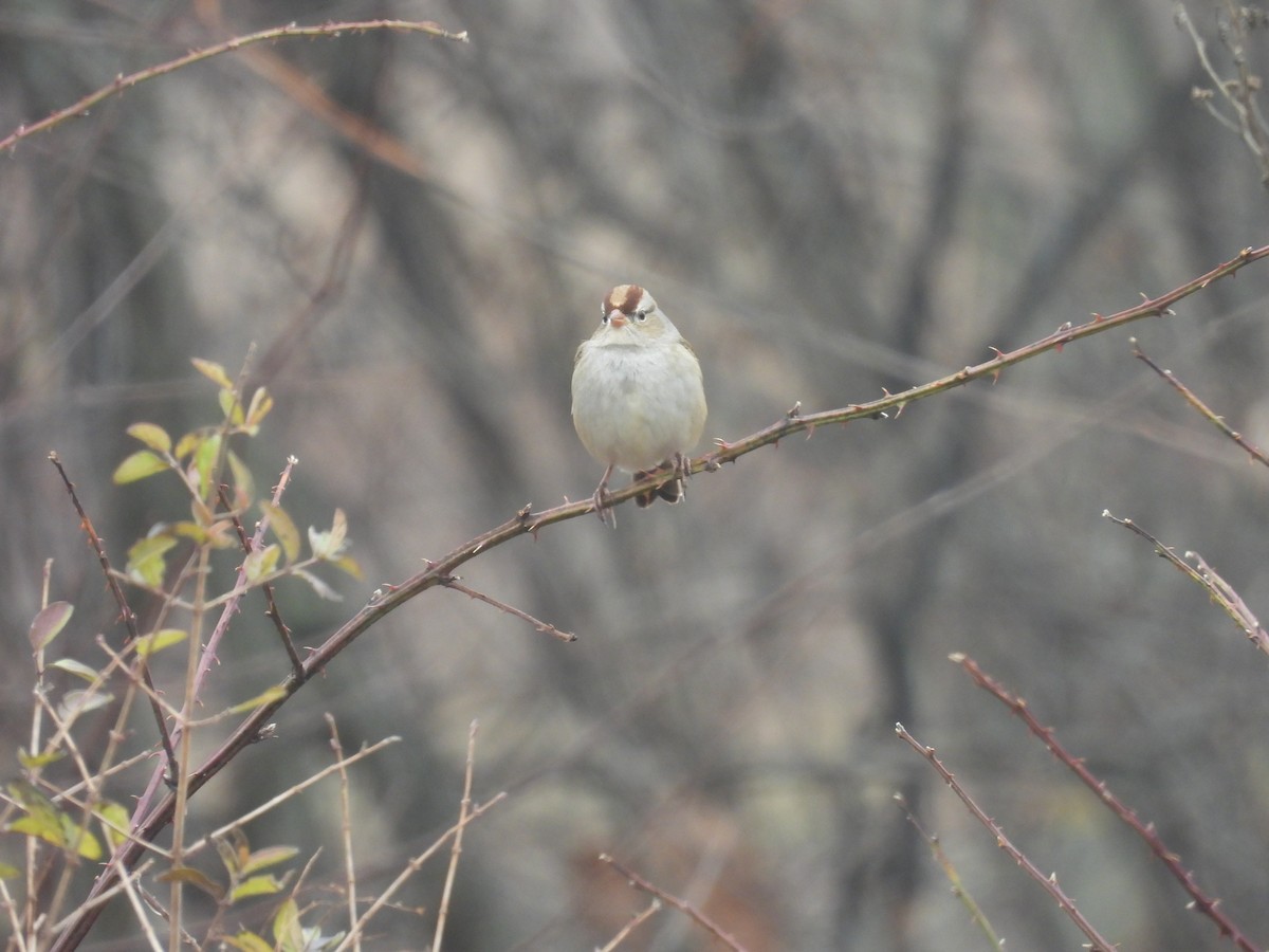 White-crowned Sparrow - ML645652241