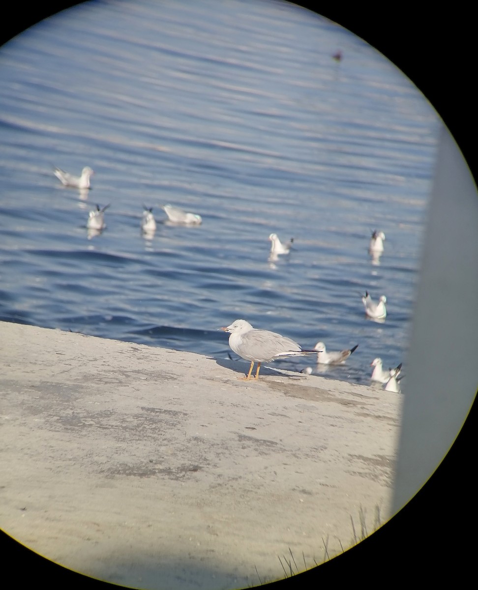 Slender-billed Gull - ML645652242