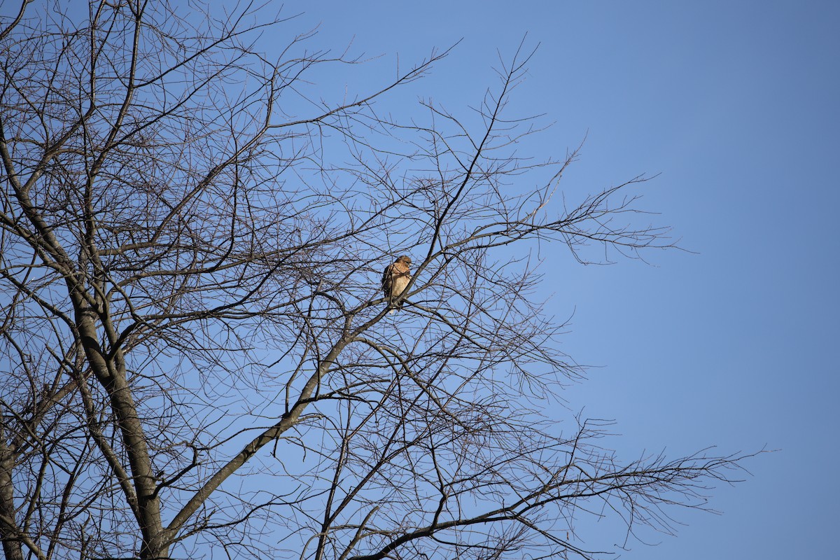 Red-shouldered Hawk - ML645652246