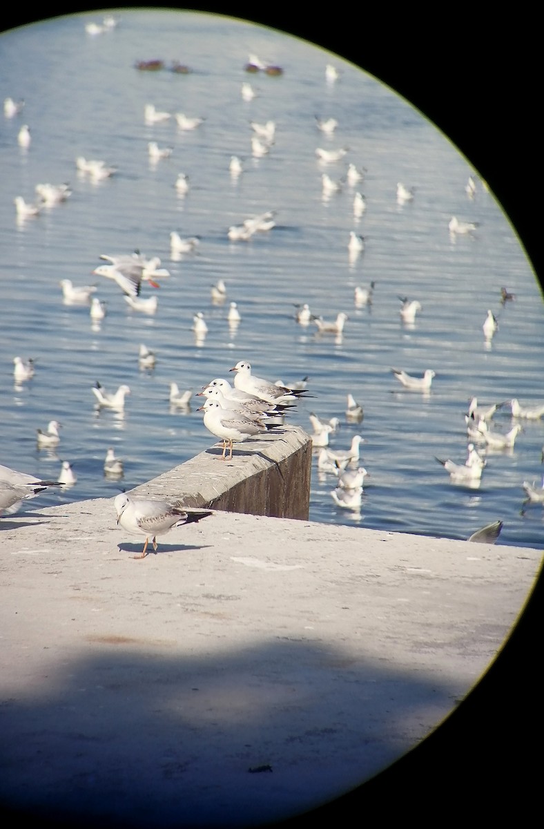 ユリカモメ - ML645652247