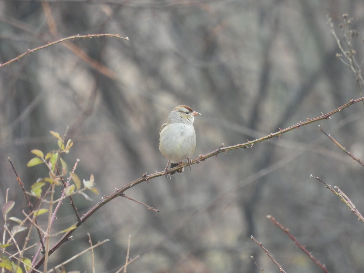 White-crowned Sparrow - ML645652250