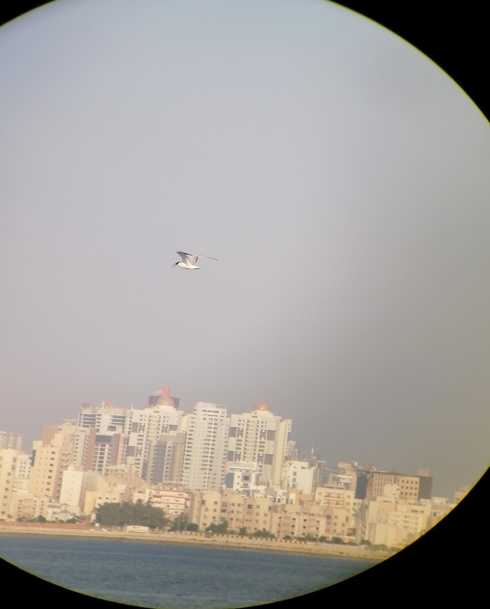 Caspian Tern - ML645652255