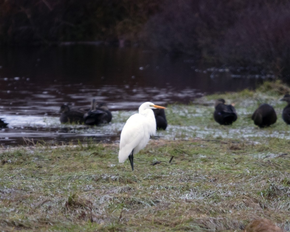 Great Egret - ML645652258