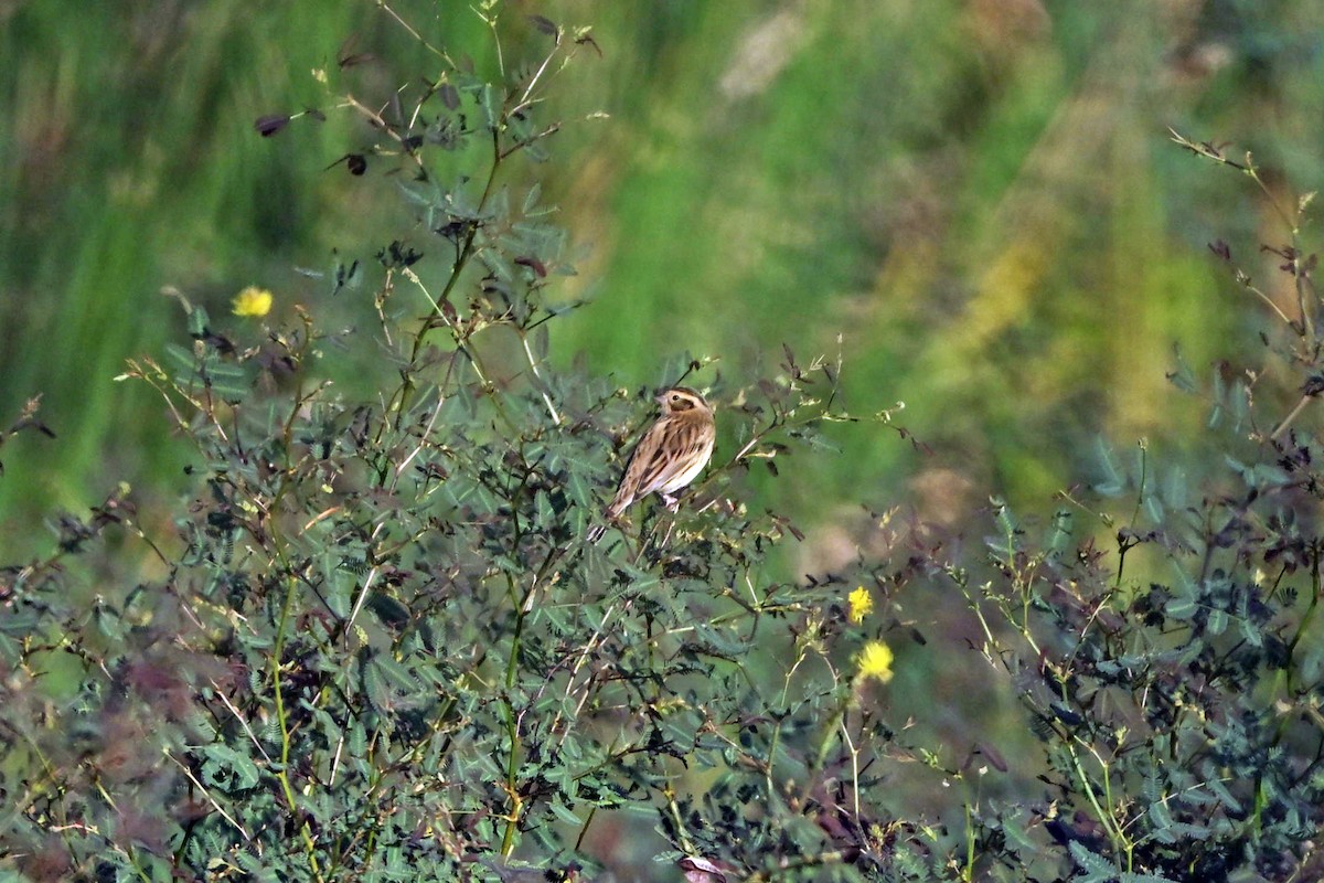 Вівсянка лучна - ML645652269