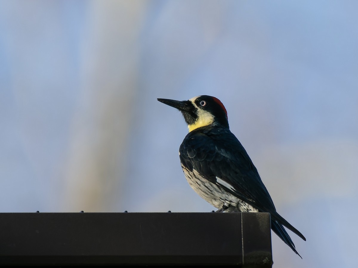 Acorn Woodpecker - ML645652270