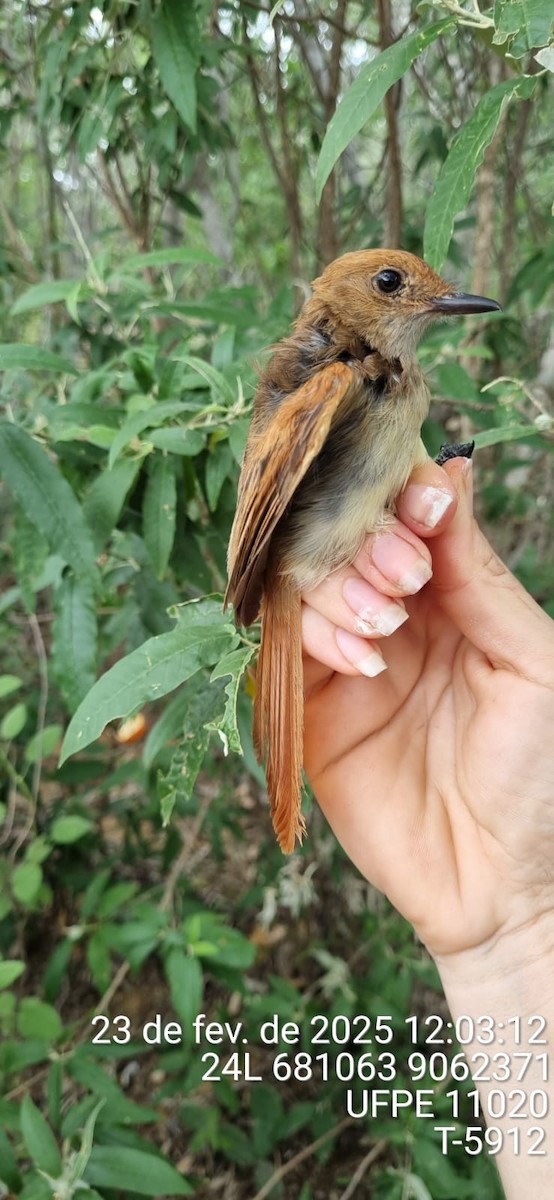 Ash-throated Casiornis - ML645652276