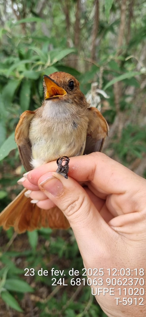 Ash-throated Casiornis - ML645652277