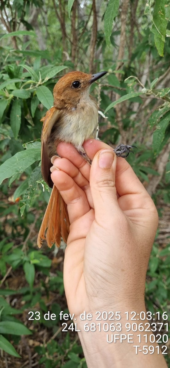 Ash-throated Casiornis - ML645652278