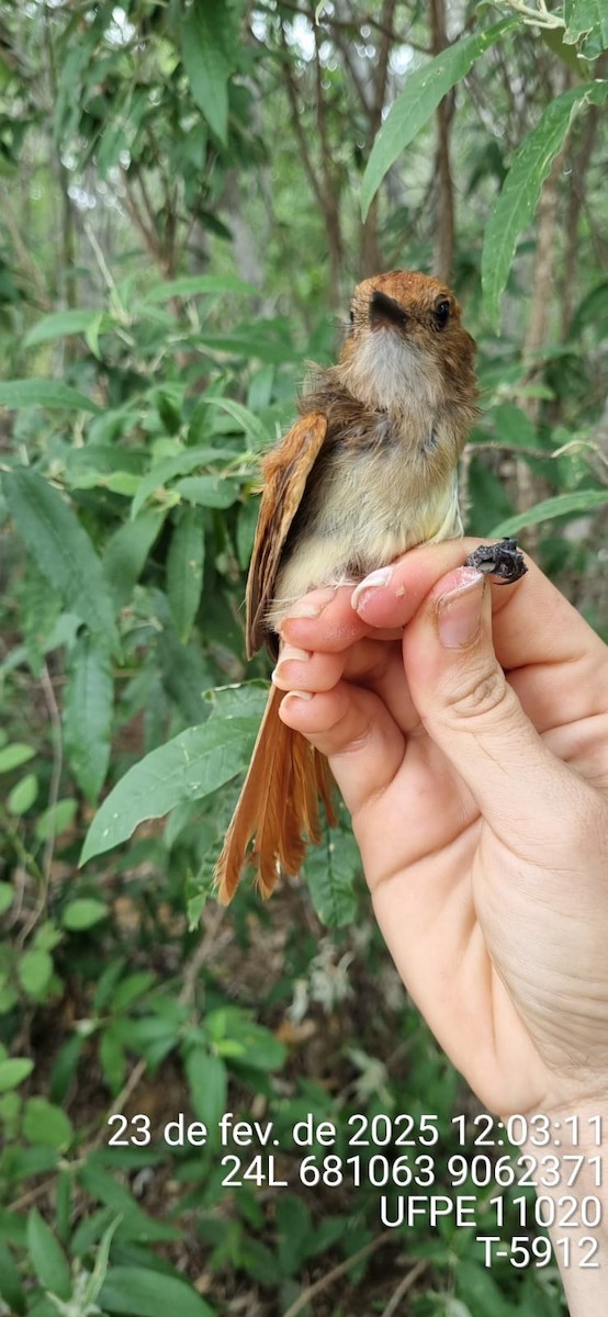 Ash-throated Casiornis - ML645652279