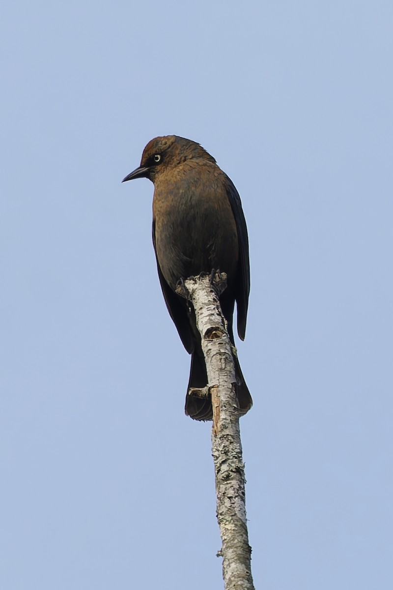 Rusty Blackbird - ML645652281