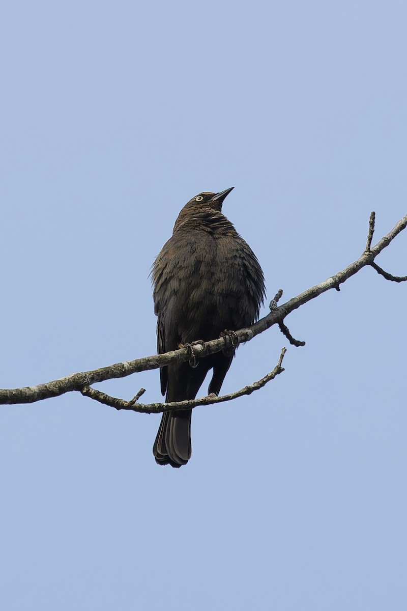 Rusty Blackbird - ML645652282
