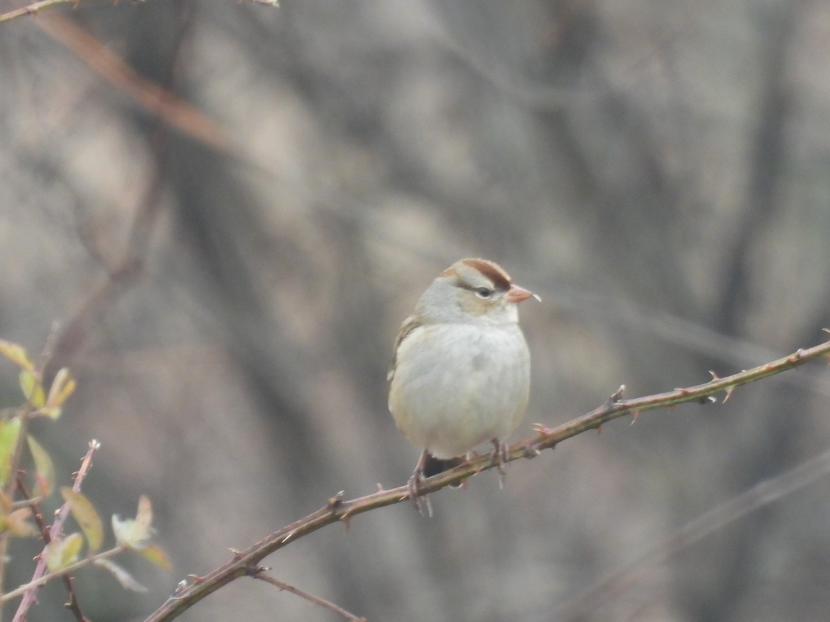 White-crowned Sparrow - ML645652284