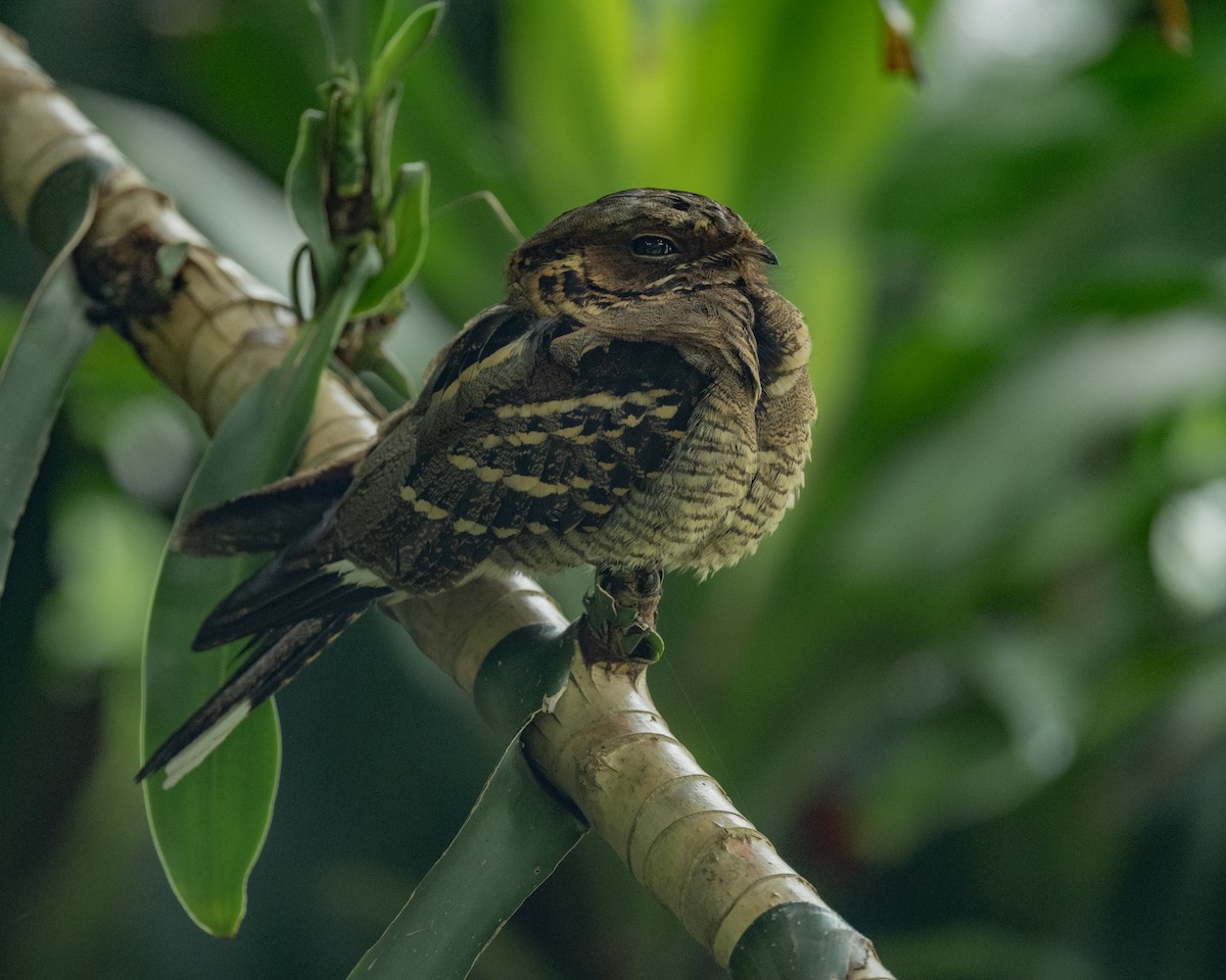 Large-tailed Nightjar - ML645652290