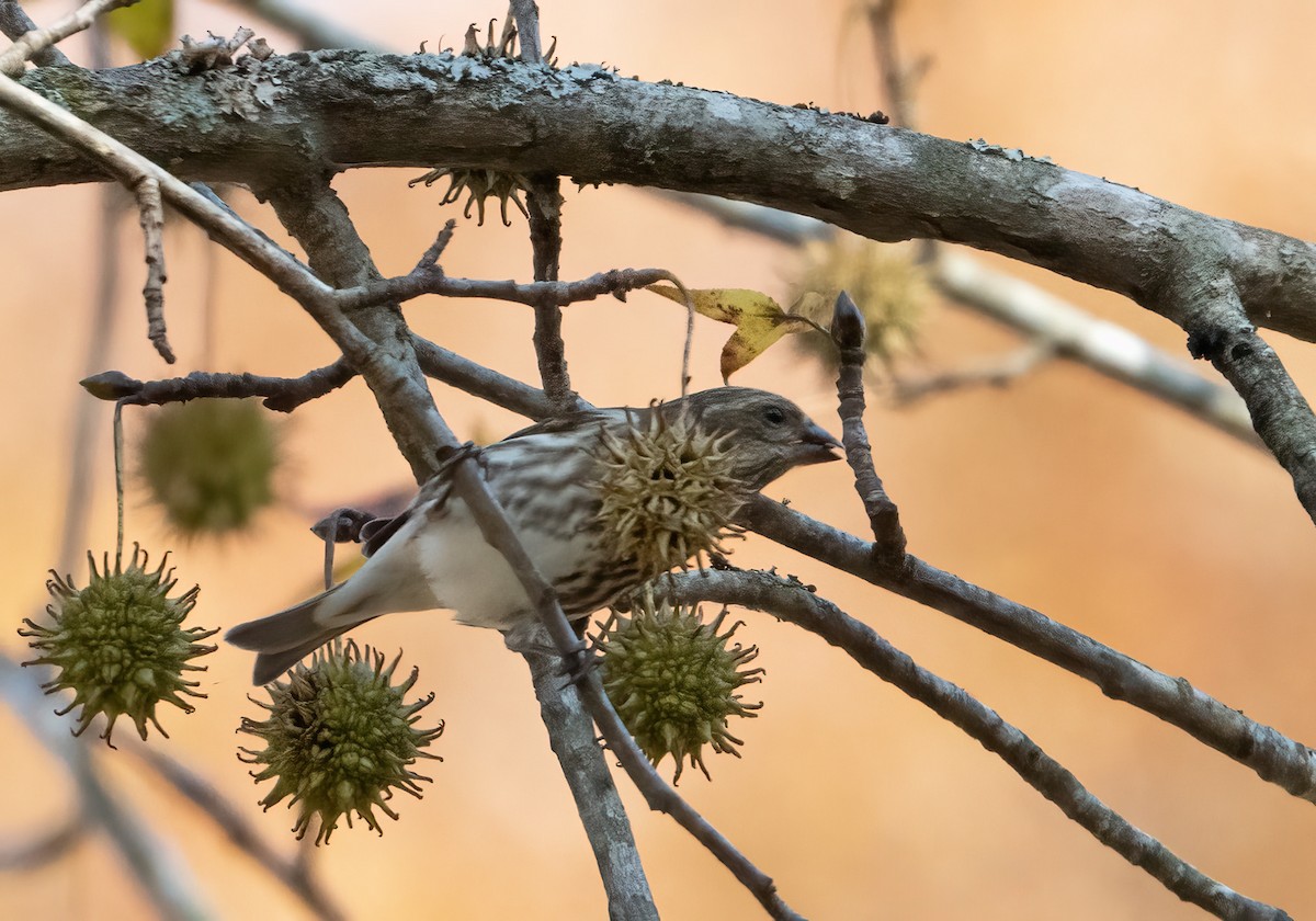 purpurfink - ML645652292