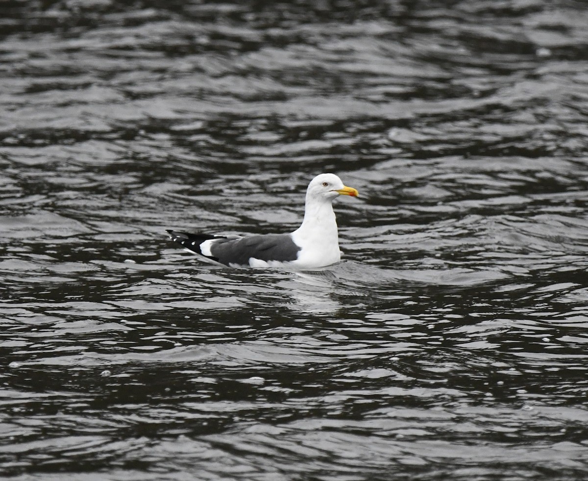 ユリカモメ - ML645652294