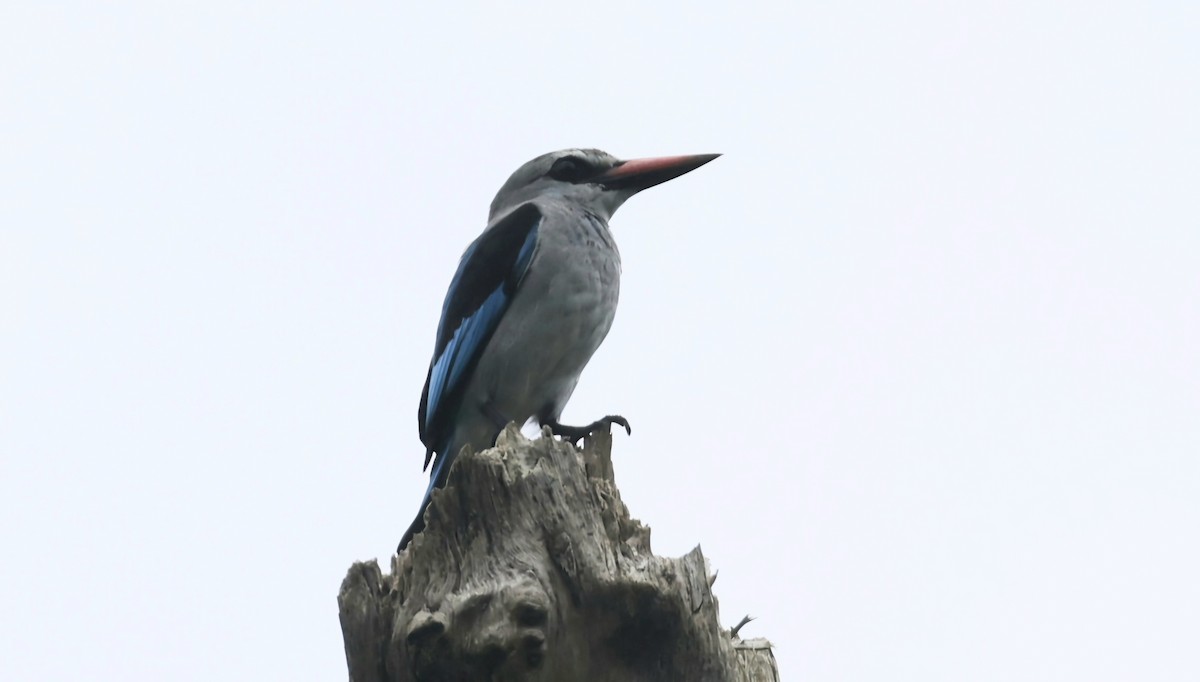 Woodland Kingfisher - ML645652301