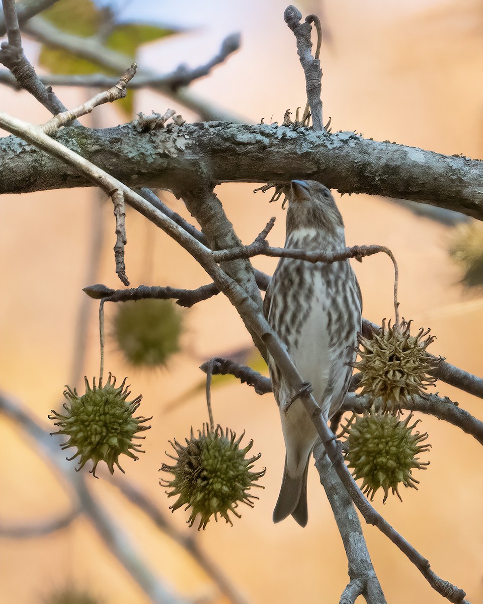 purpurfink - ML645652303